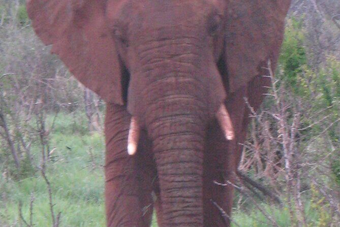 Day Tour in Addo Elephant Park and Port Elizabeth South Africa - Who Should Consider This Tour?