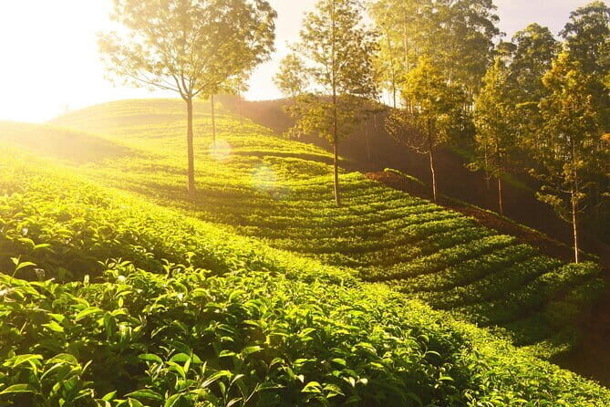 Day Tour in Alleppey and Cochin with Backwater Cruise and Beach - The Practical Side