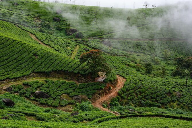 Day Tour in Alleppey and Cochin with Backwater Cruise and Beach - The Sum Up