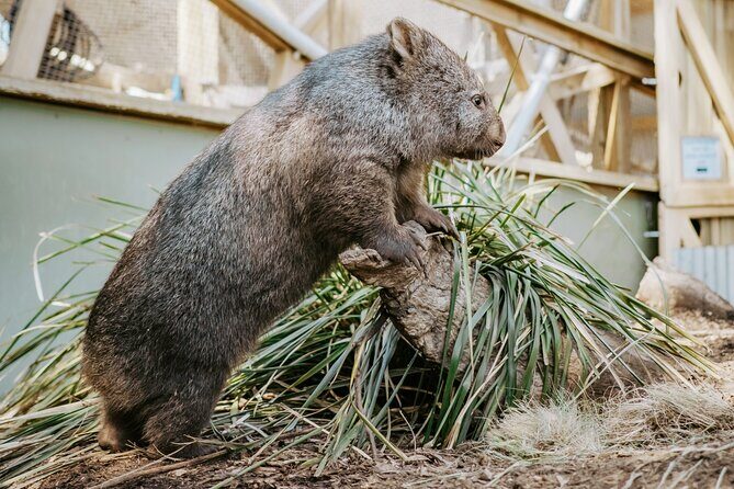 Day Tour in Mt. Field, Mt. Wellington, Bonorong Wildlife Sanctuary and Richmond - FAQ