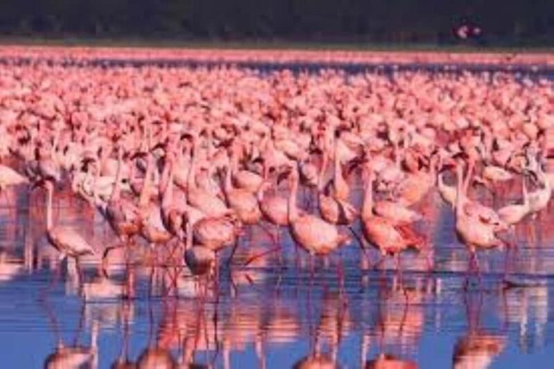 Day tour Lake Nakuru Park & optional boat ride on L.Naivasha - Key Points