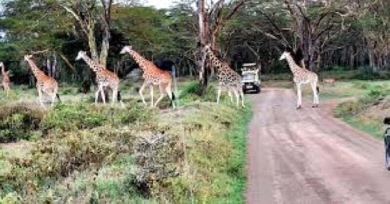 Day tour Lake Nakuru Park & optional boat ride on L.Naivasha - A Closer Look at the Itinerary