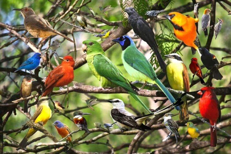 Day tour Lake Nakuru Park & optional boat ride on L.Naivasha - What This Tour Means for You