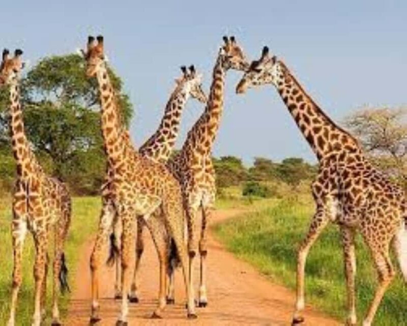Day tour Lake Nakuru Park & optional boat ride on L.Naivasha - Final Thoughts