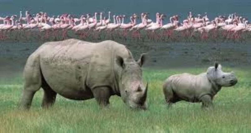 Day tour Lake Nakuru Park & optional boat ride on L.Naivasha - FAQs