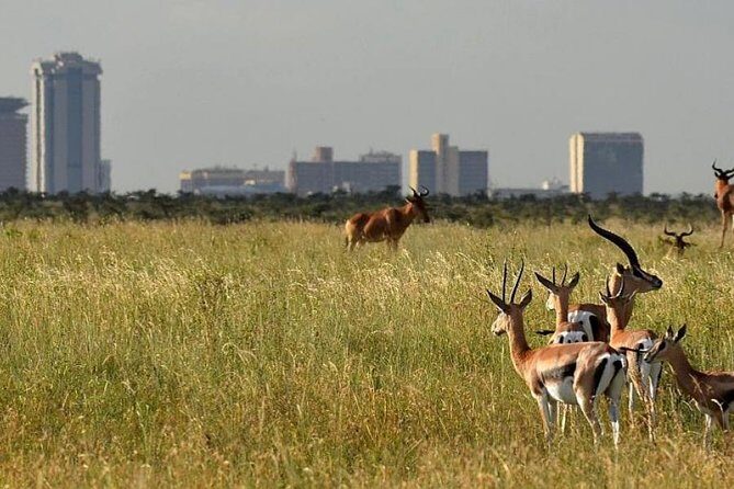 Day Tour Nairobi Museum, Giraffe Centre & Nairobi National Park - Who Should Book This Tour?