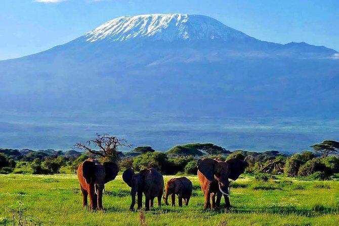 Day Tour Nairobi National Park - Key Points