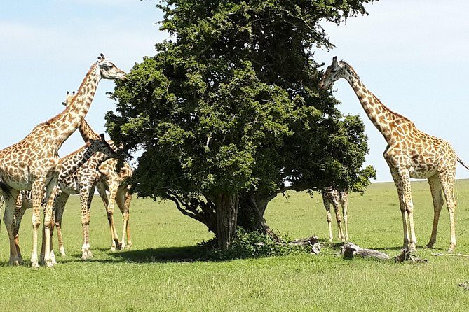 Day Tour Nairobi National Park - Who Will Love This Tour?