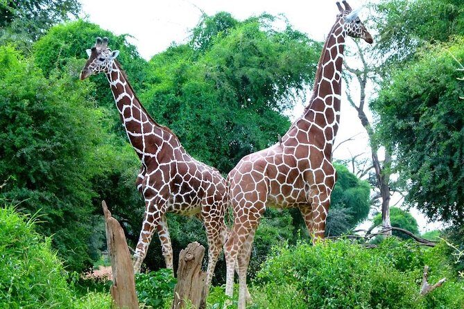 Day Tour Nairobi National Park - The Sum Up