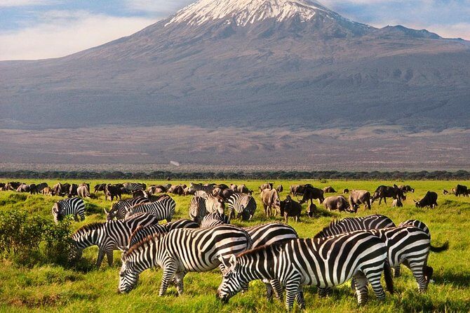 Day Tour Nairobi National Park - FAQ