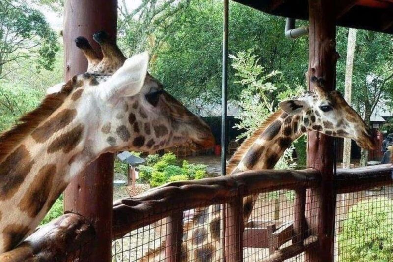 Day Tour Nairobi National Park, Elephant and Giraffe center - FAQ