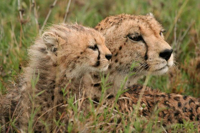 Day Tour: Ngorongoro Conservation Area - What You’ll Experience: A Detailed Day-by-Day Breakdown