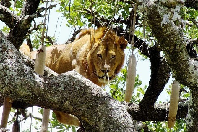 Day Tour: Ngorongoro Conservation Area - Value and Who This Tour Is Best For