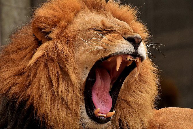 Day Tour: Ngorongoro Conservation Area - Final Thoughts: Who Will Love This Safari?