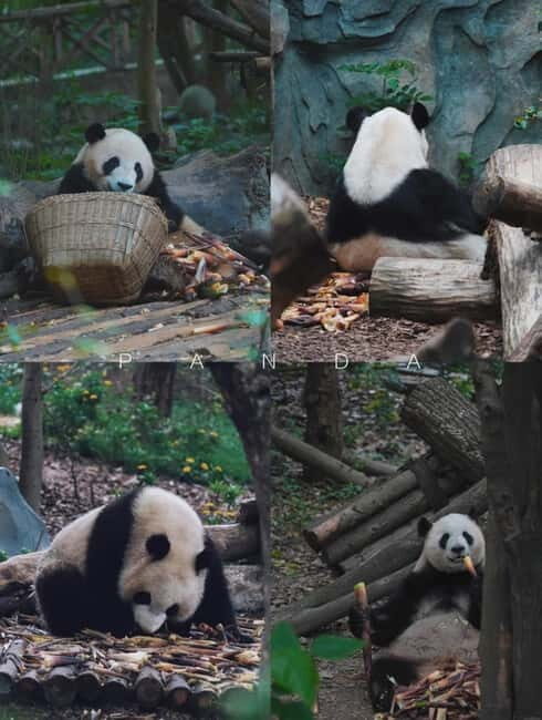 Day Tour of Chengdu & Panda Research Base - Exploring Chengdu’s Panda Research Base