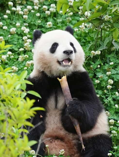 Day Tour of Chengdu & Panda Research Base - Kuanzhai Alley: A Step Back into Qing Dynasty Chengdu