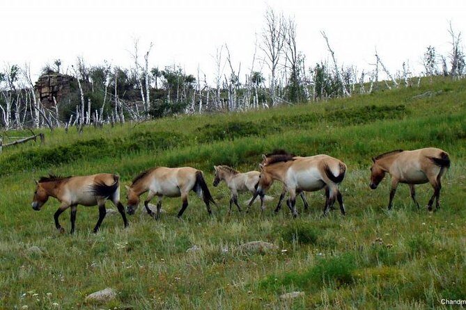 Day Tour of Hustai National Park - A Closer Look at the Itinerary