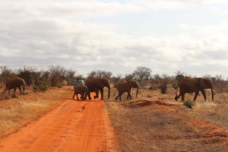 Day Tour of Tsavo East National Park from Mombasa/Diani - The Journey Begins: Early Mornings and Scenic Drives