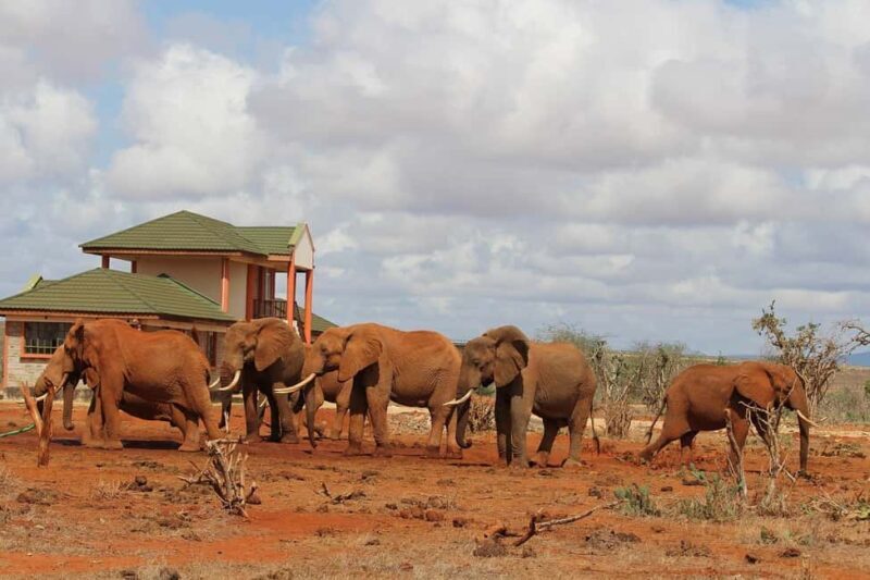 Day Tour of Tsavo East National Park from Mombasa/Diani - Aruba Dam: Wildlife’s Watering Hole