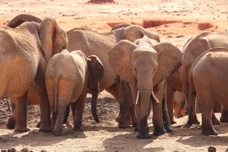Day Tour of Tsavo East National Park from Mombasa/Diani - Afternoon Game Drives: The Big Five and Beyond