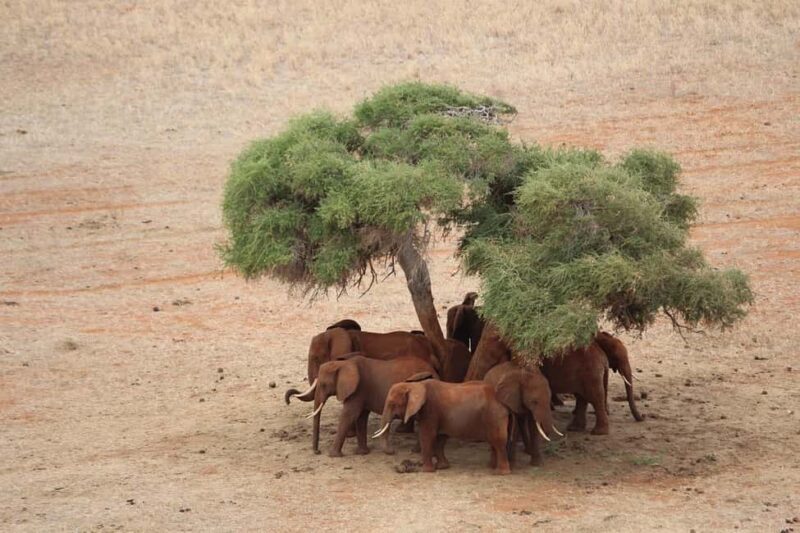 Day Tour of Tsavo East National Park from Mombasa/Diani - Closing the Day: Exiting and Returning