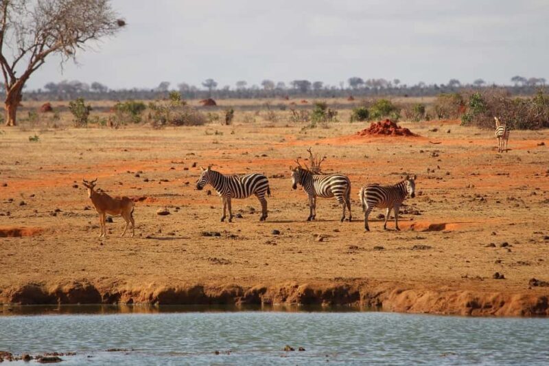 Day Tour of Tsavo East National Park from Mombasa/Diani - Practicalities and Value