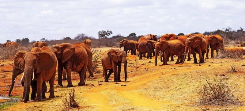 Day Tour of Tsavo East National Park from Mombasa/Diani - Who Will Love This Tour?