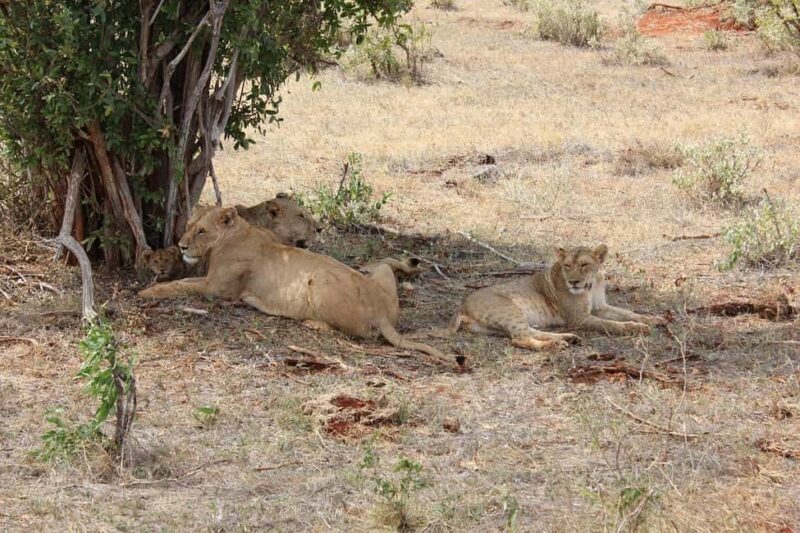 Day Tour of Tsavo East National Park from Mombasa/Diani - Who Should Consider This Tour?