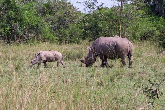 Day Tour Of Ziwa Rhino Sanctuary and Wildlife Ranch - ZIWA RHINO TREKKING - An Introduction to Ziwa Rhino Sanctuary Tour