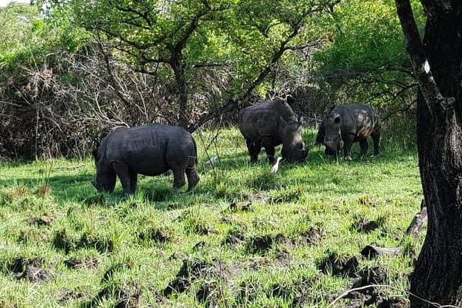 Day Tour Of Ziwa Rhino Sanctuary and Wildlife Ranch - ZIWA RHINO TREKKING - Practical Details and What to Expect