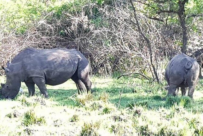 Day Tour Of Ziwa Rhino Sanctuary and Wildlife Ranch - ZIWA RHINO TREKKING - Authentic Experiences and Guest Feedback