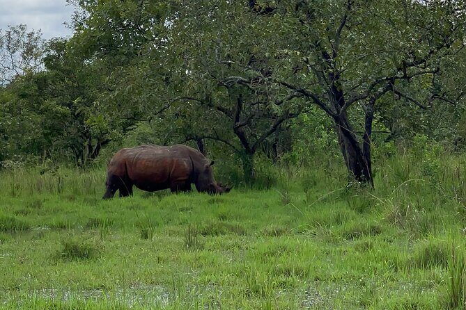 Day Tour Of Ziwa Rhino Sanctuary and Wildlife Ranch - ZIWA RHINO TREKKING - The Sum Up