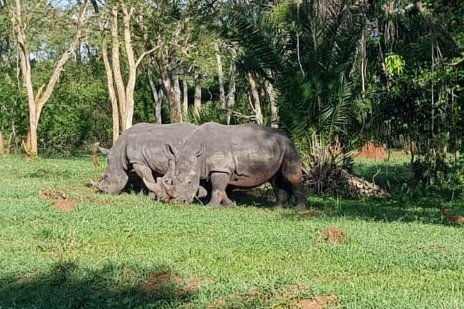 Day Tour Of Ziwa Rhino Sanctuary and Wildlife Ranch - ZIWA RHINO TREKKING - FAQ