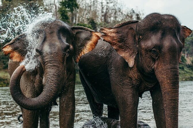 Day Tour Small Group Elephant Sanctuary and Fun Sticky Waterfall - A Genuine Connection with Nature: The Small Group Elephant Sanctuary and Sticky Waterfall Tour