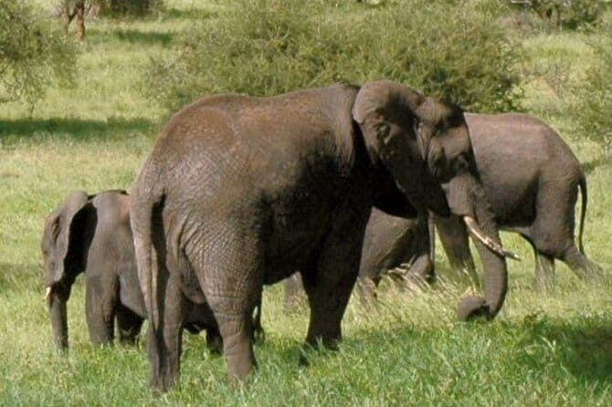Day Tour Small Group Elephant Sanctuary and Fun Sticky Waterfall - Who Is This Tour Best For?