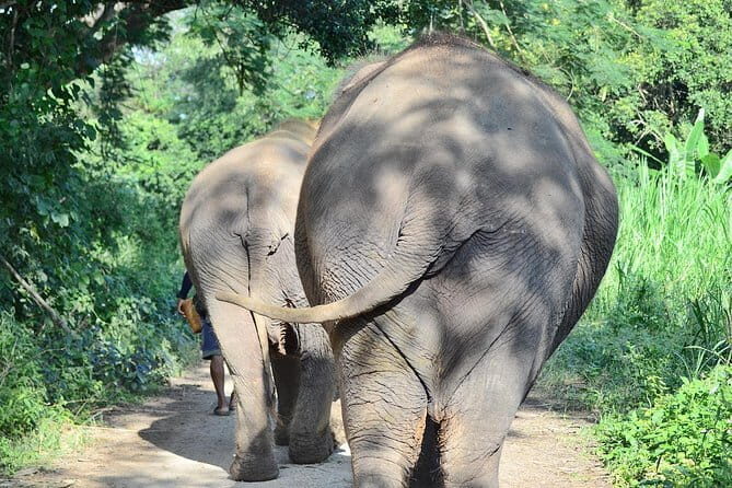 Day Tour Small Group Elephant Sanctuary and Fun Sticky Waterfall - Final Thoughts