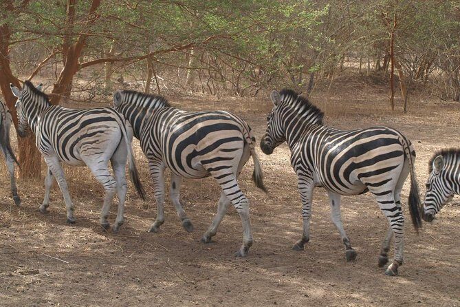 Day tour Somone lagoon and Bandia park Safari - Exploring Senegal’s Wildlife and Landscape: A Detailed Look at the Somone Lagoon and Bandia Park Safari Tour