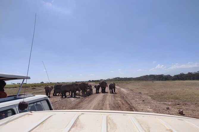 Day Tour to Amboseli National Park - The Itinerary: What You Can Expect