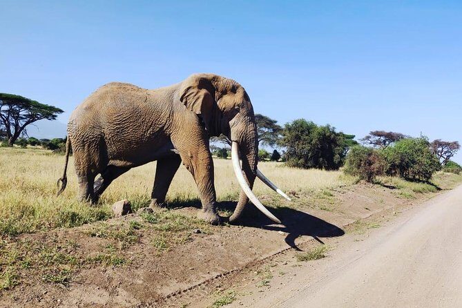 Day Tour to Amboseli National Park - Value for Money