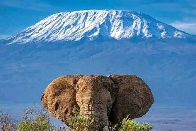 Day Tour To Amboseli National Park From Nairobi - Unpacking the Itinerary: What You Can Expect