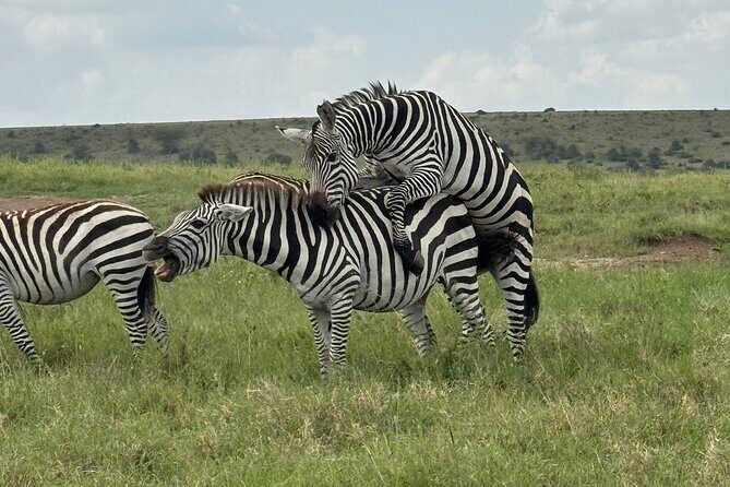 Day Tour To Amboseli National Park From Nairobi - Why This Tour Offers Good Value