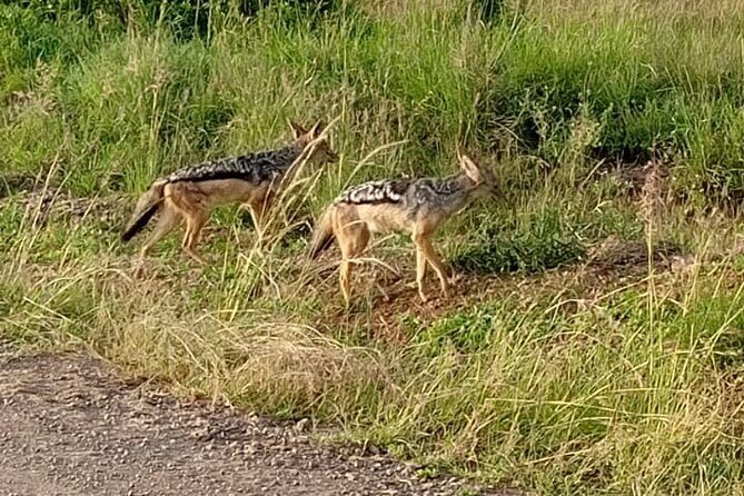 Day Tour To Amboseli National Park From Nairobi - Who Should Book This Tour?
