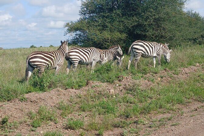 Day Tour To Amboseli National Park From Nairobi - The Sum Up