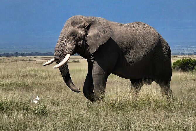 Day Tour To Amboseli National Park From Nairobi - FAQs