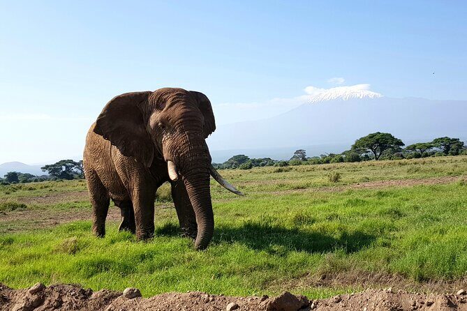 Day Tour to Amboseli National Park from Nairobi - Frequently Asked Questions