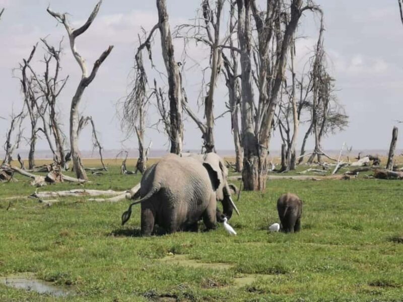 Day Tour To Amboseli National Park - Key Points