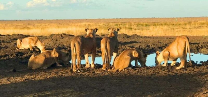 Day Tour To Amboseli National Park - Introduction: What You Can Expect from the Amboseli Day Tour