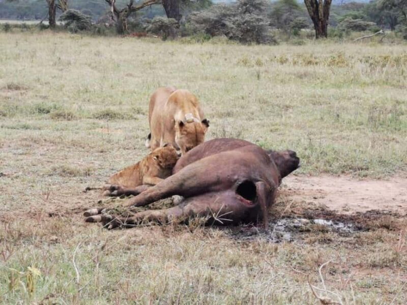 Day Tour To Amboseli National Park - The Transport and Guide