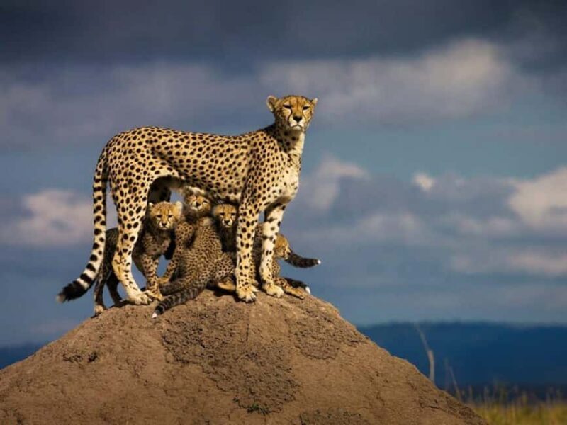 Day Tour To Amboseli National Park - Final Thoughts