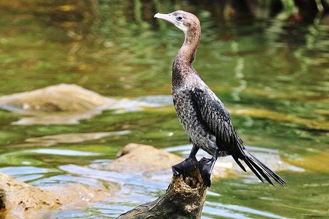 Day Tour to Anawilundawa Wetland Sanctuary - Exploring the Itinerary in Detail